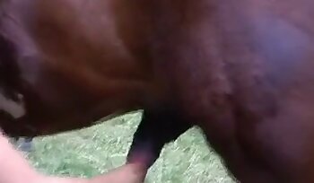sex so zvieraťom,zoofília sex videá