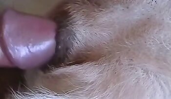 sex se zvířetem,zoofilie sexuální videa