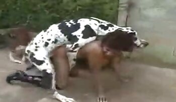 quan hệ tình dục với động vật,video khiêu dâm sở thú