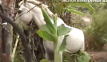 sex with animal,bestiality sex porn