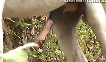 sex with animal,bestiality sex porn