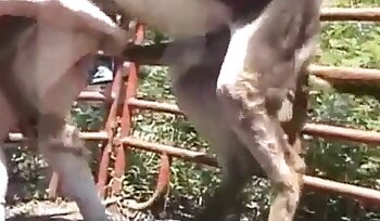 sex with animal,doggy sex