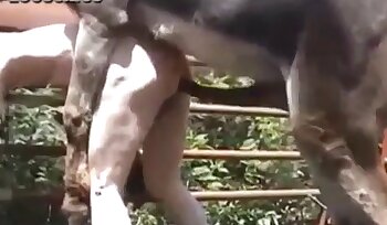 sexo com animal,vídeos pornográficos de zoológico