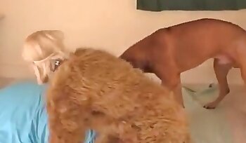 sex se zvířetem,porno se psem