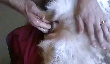 seks met dieren,porno met hond