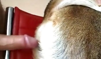 quan hệ tình dục với động vật,phim khiêu dâm với chó