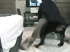 dog sex videos