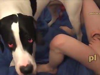 anal animal sex