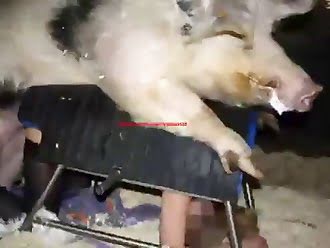 xxx dog