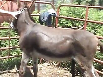 dude fucks with animal