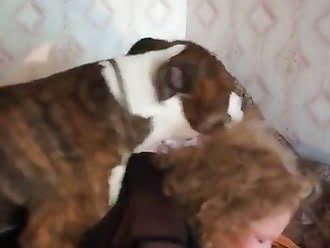 dogsex