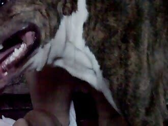 animal fuck