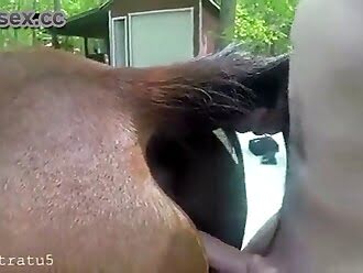 gay animal porn