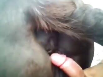 chick fuck horse