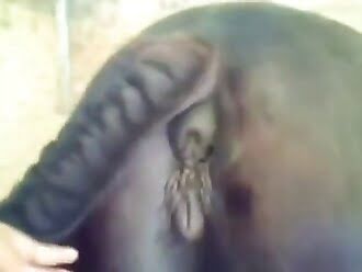 chick fuck horse