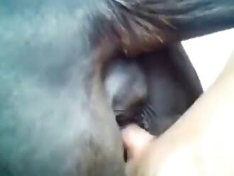 chick fuck horse