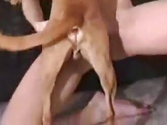 porn tube with bestiality