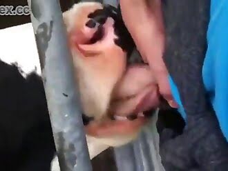animal human porn