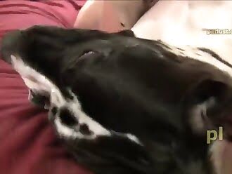 dog fucks