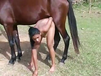 stallion porn