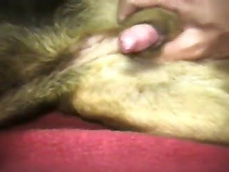 animalporn
