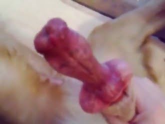 animal fuck