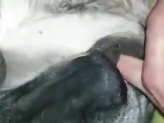 animalporn