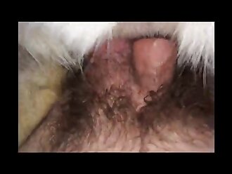 animal stories