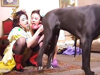 dog sex videos