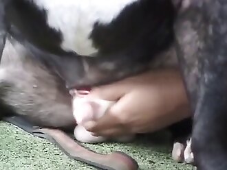 xxx dog sex