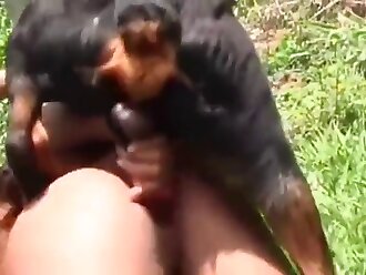 stallion porn