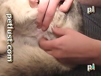 animalsex