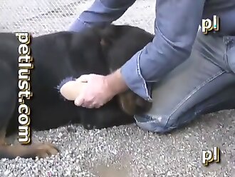 animal human porn