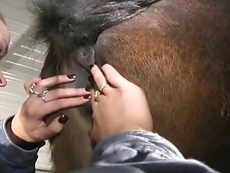 free horse sex