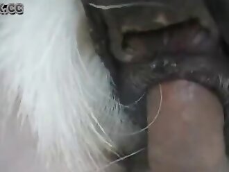 hd zoophilia videos