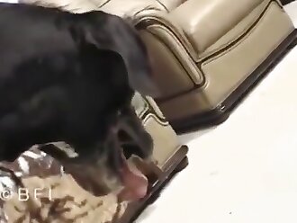 passionate zoophilia