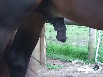 horse porn