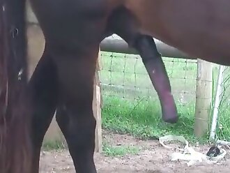 horse porn