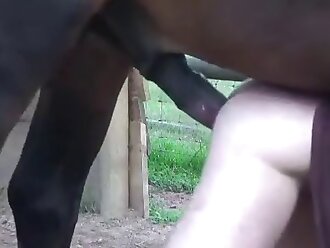 horse porn