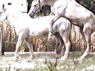 passionate zoophilia