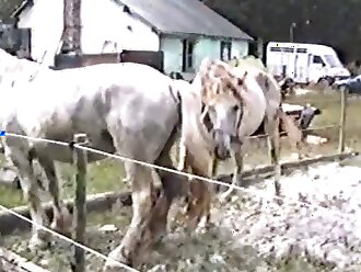 passionate zoophilia