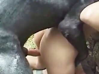 free horse sex