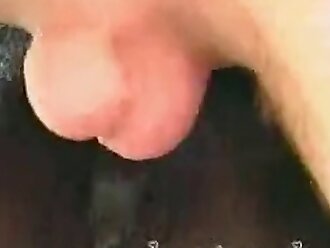 animalsex