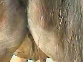 animalsex