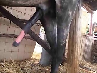 animalsex
