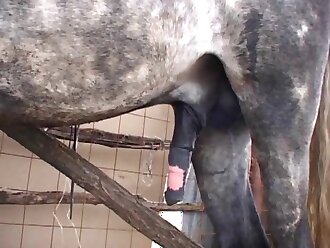 animalsex