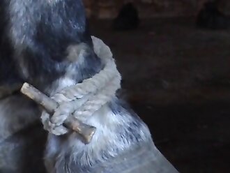 xxx dog sex