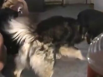 passionate zoophilia