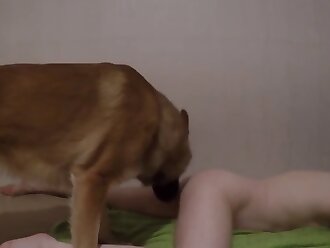 gay beastiality