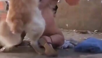 intenzívne kurva,zvieracie porno video